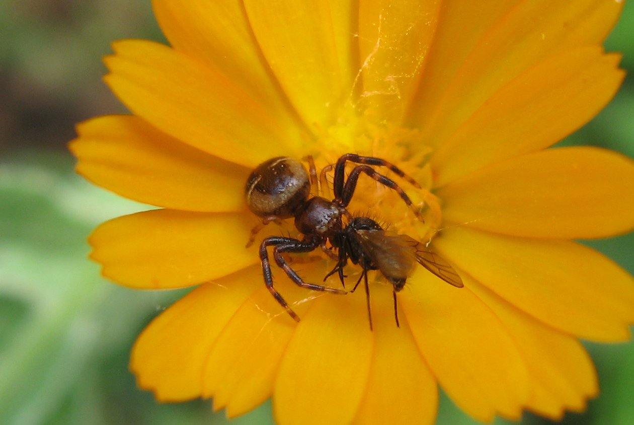 Synaema globosum